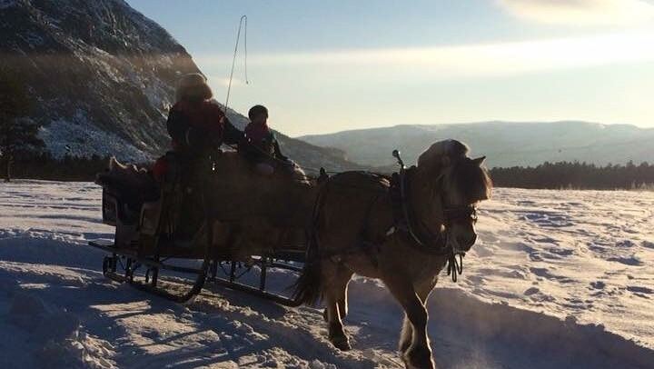Sleigh Ride Under the Northern Lights Along the Alta River (3/3)