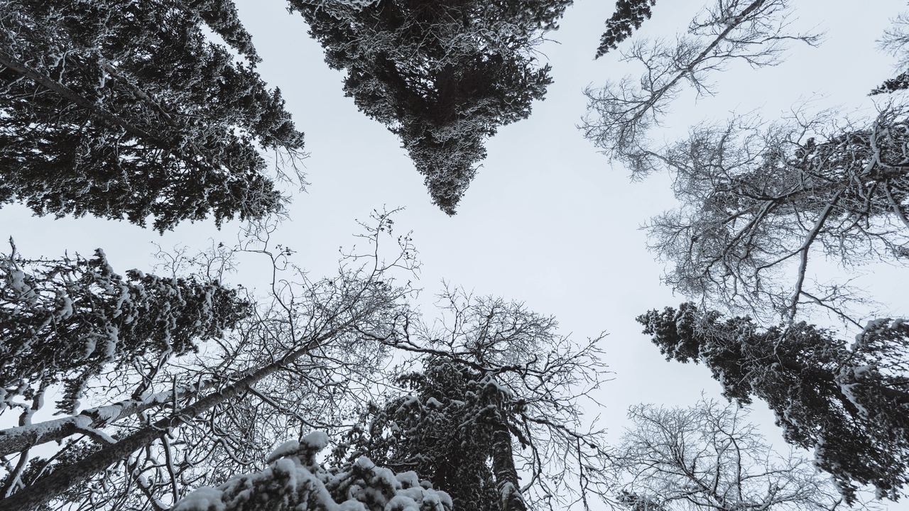 Pine forest weighed down with snow in Oulanka National Park, Finnish Lapland
