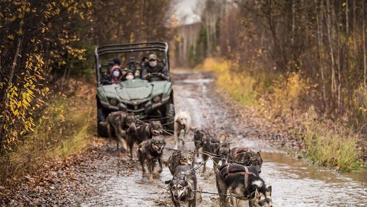 Autumn Aurora and Dog Mushing Cart Ride near Fairbanks (4/9)