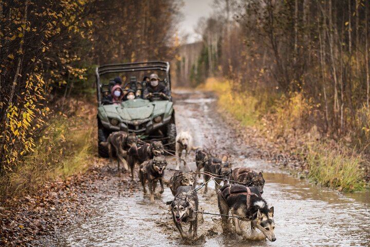 Autumn Aurora and Dog Mushing Cart Ride near Fairbanks (4/9)