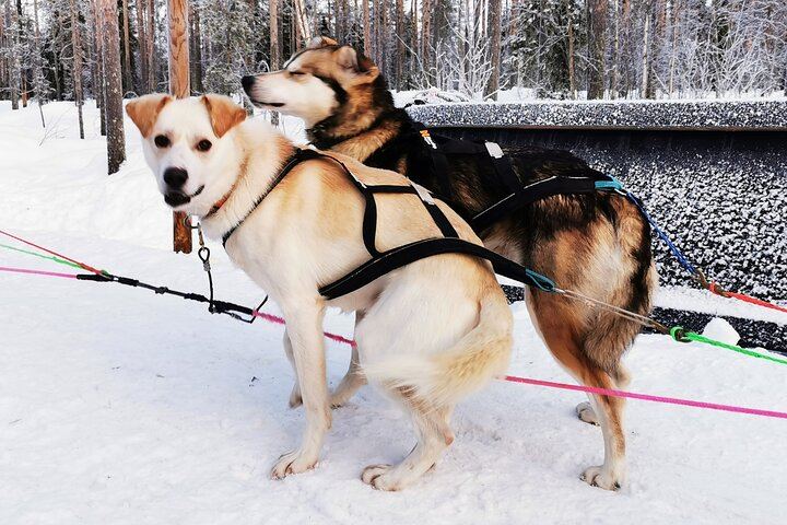 Rovaniemi Day and Night: Husky Ride, Reindeer Sleigh and Aurora BBQ (7/12)