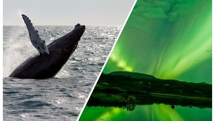 Whale Watching by Day and Northern Lights by Sea from Reykjavík