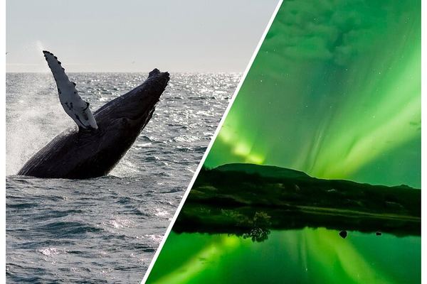 Whale Watching by Day and Northern Lights by Sea from Reykjavík