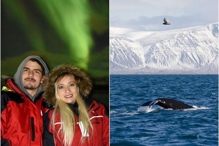 Winter Whale Watching and Evening Northern Lights Cruise from Reykjavík (1/8)