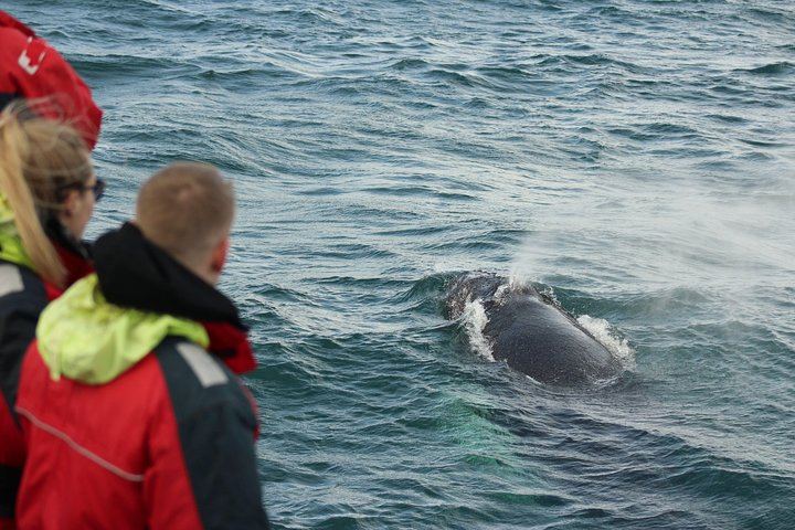 Winter Whale Watching and Evening Northern Lights Cruise from Reykjavík (8/8)