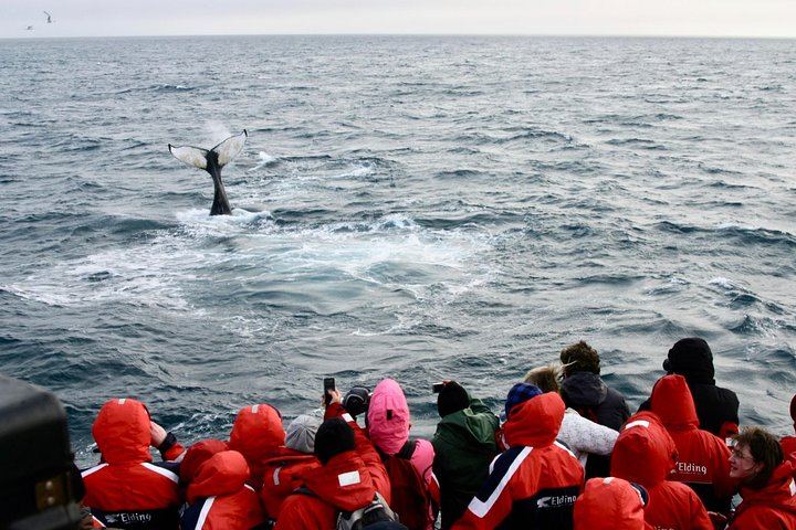 Winter Whale Watching and Evening Northern Lights Cruise from Reykjavík (2/8)