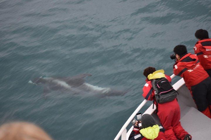 Winter Whale Watching and Evening Northern Lights Cruise from Reykjavík (3/8)