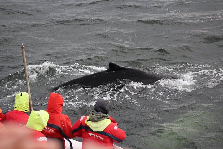 Winter Whale Watching and Evening Northern Lights Cruise from Reykjavík (7/8)