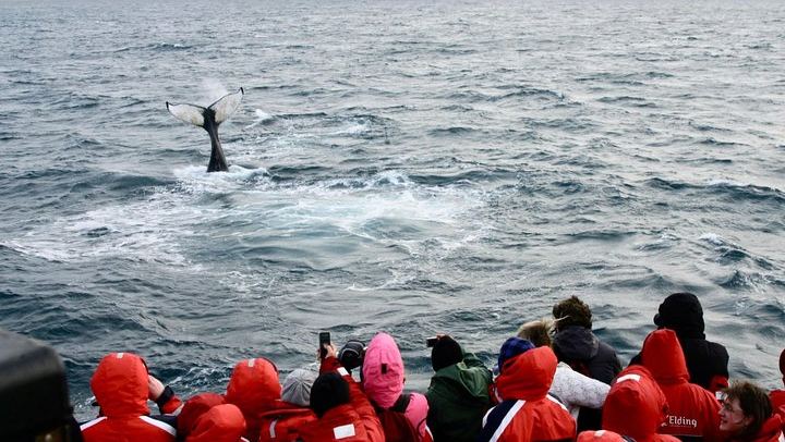 Winter Whale Watching and Evening Northern Lights Cruise from Reykjavík (2/8)
