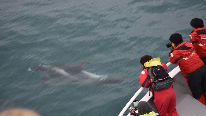 Winter Whale Watching and Evening Northern Lights Cruise from Reykjavík (3/8)